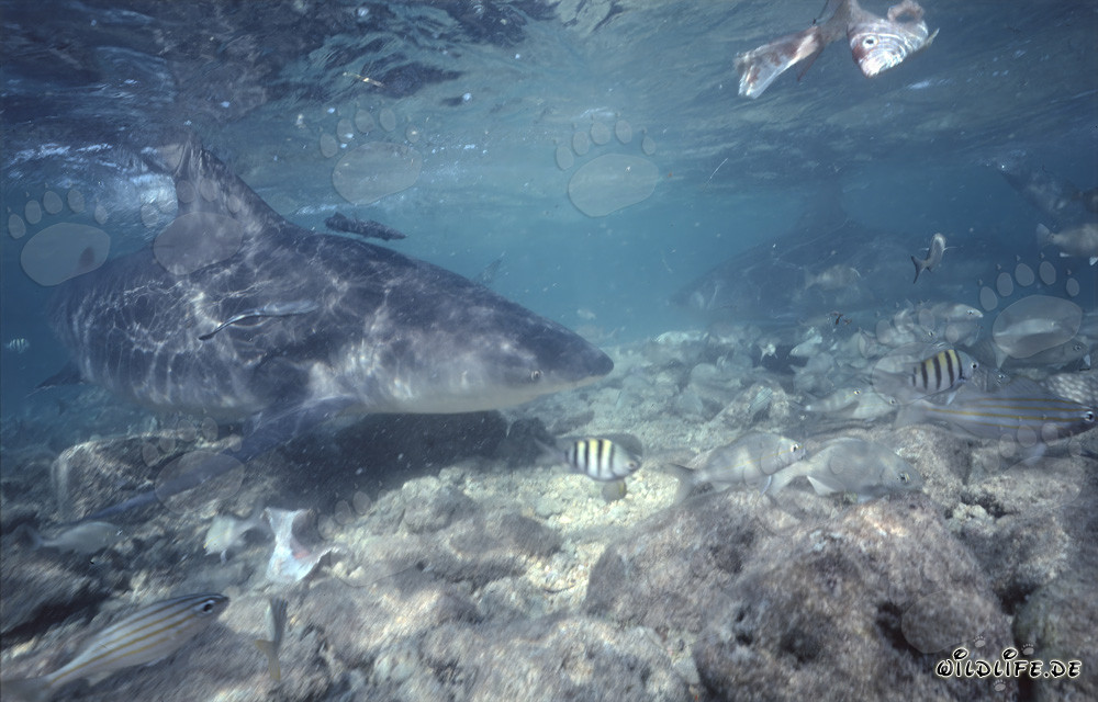 Faszinierender Bullenhai erkundet den Flachwasserbereich im Walker´s Cay, Bahamas