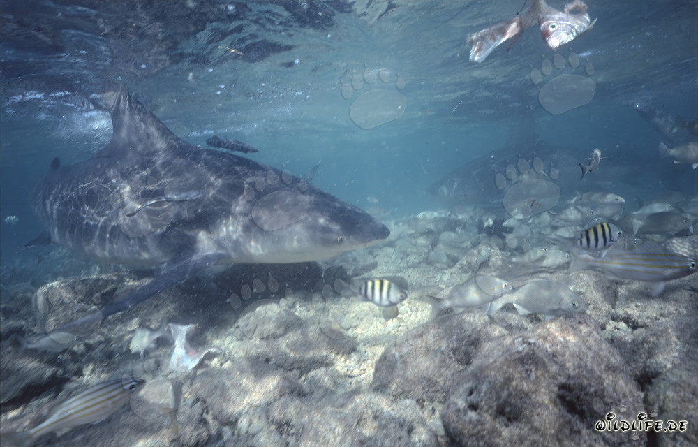 Requin taureau fascinant explorant les eaux peu profondes de Walker´s Cay, Bahamas