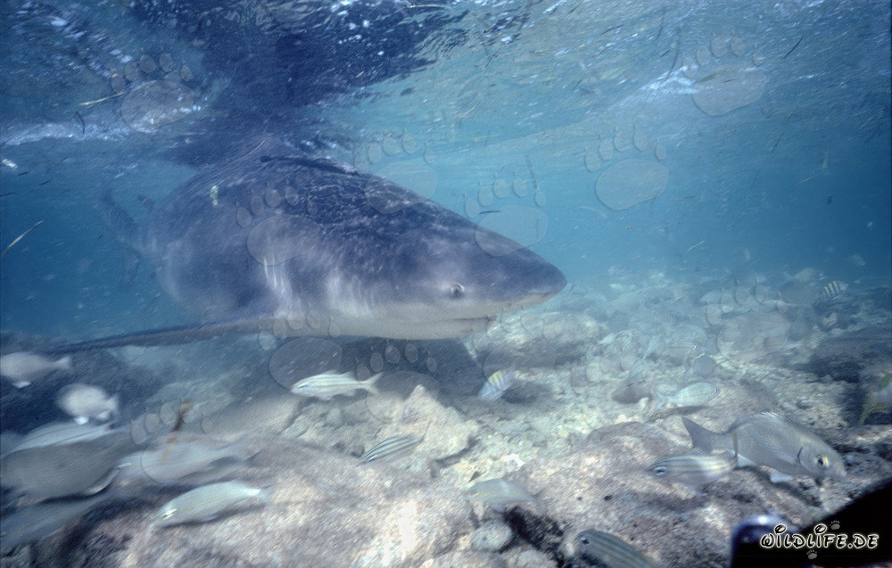 Fascinating Underwater Shot: Small Fish in Front of a Bull Shark's Jaws