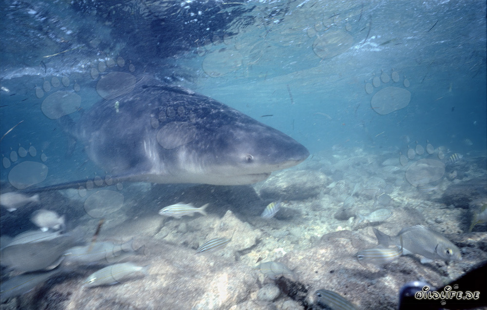 Faszinierende Unterwasseraufnahme: Kleine Fische vor dem Maul eines Bullenhais