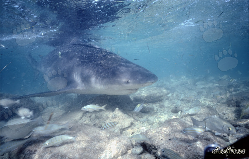 Capture fascinante sous-marine : Petits poissons devant la gueule d'un requin bouledogue