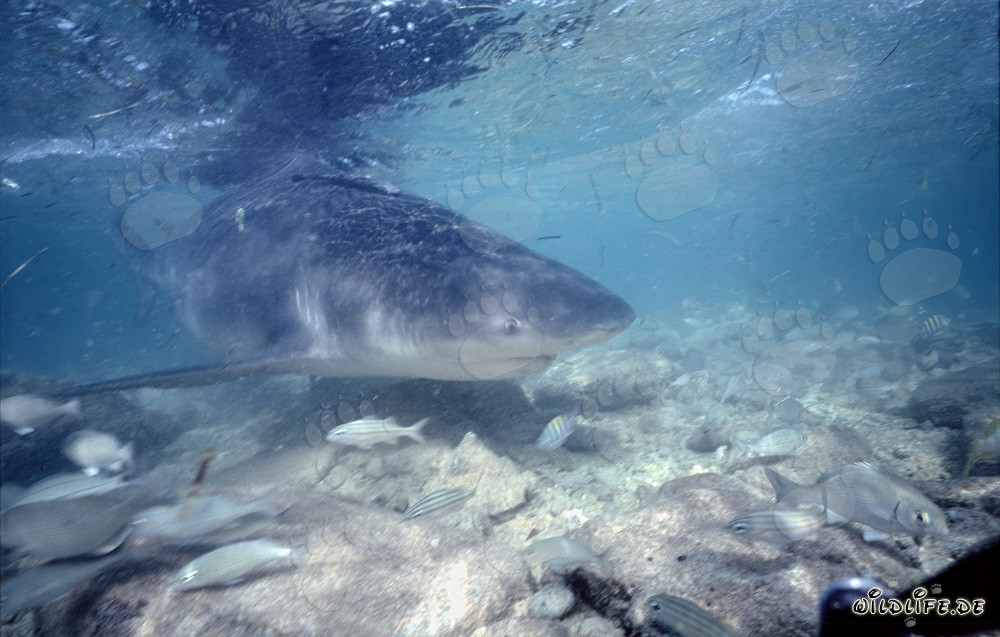 Affascinante scatto subacqueo: Piccoli pesci davanti alla bocca di uno squalo toro