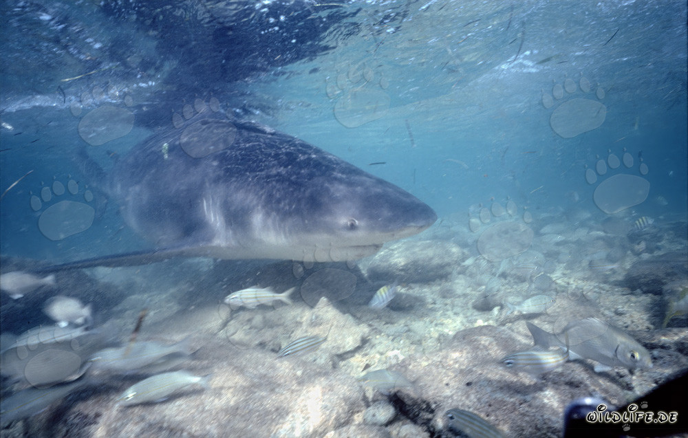 Fascinante toma submarina: Pequeños peces frente a la boca de un tiburón toro