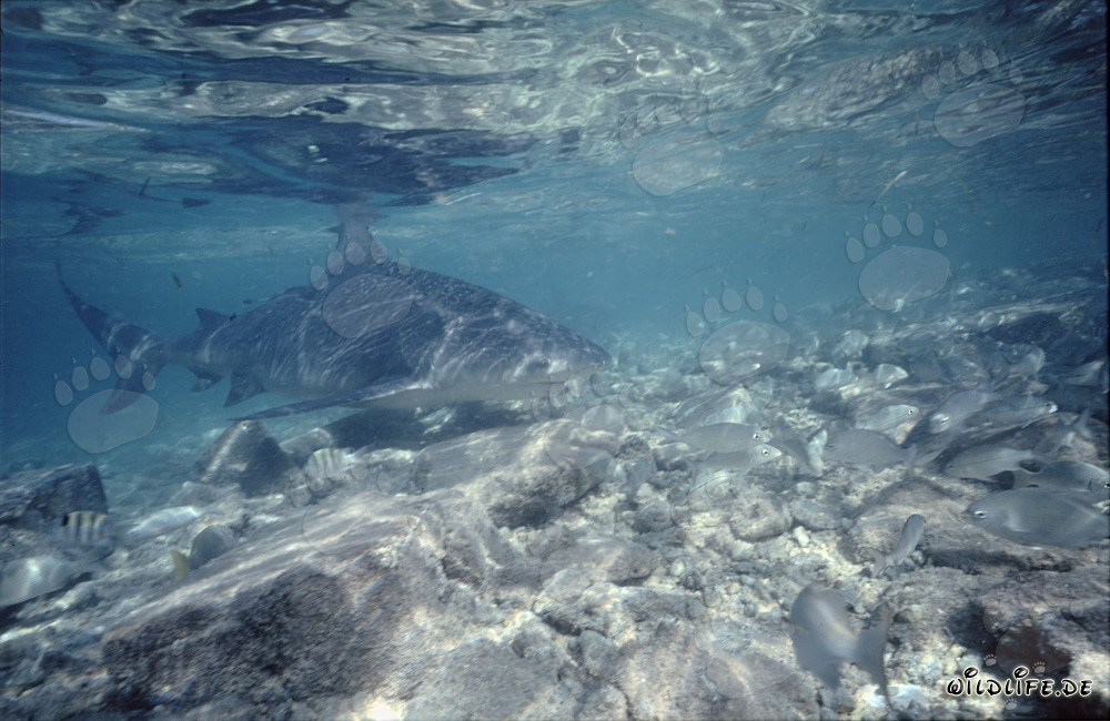Bullenhai, ein gefährlicher Meeresbewohner, der über steinigem Untergrund schwimmt