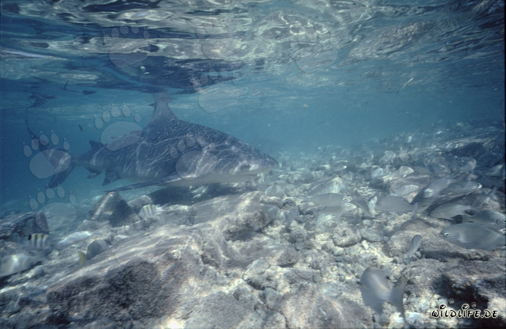 Requin bouledogue, un dangereux habitant des mers nageant au-dessus d'un fond rocheux