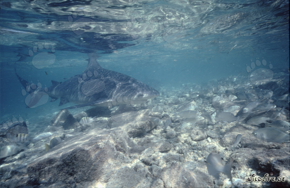 Squalo toro, un pericoloso abitante marino che nuota sopra un fondale roccioso