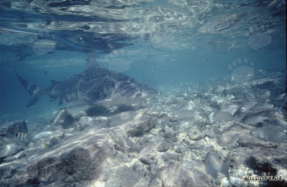 Tiburón toro, un peligroso habitante marino que nada sobre un lecho rocoso