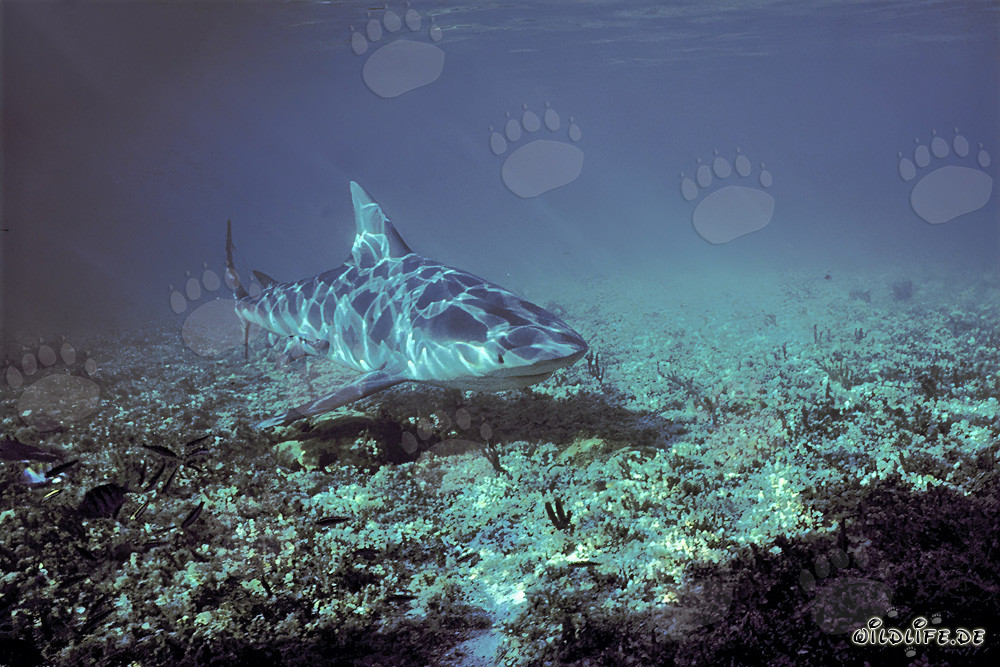 Bull Shark Diving at the Shark Point at Walker's Cay