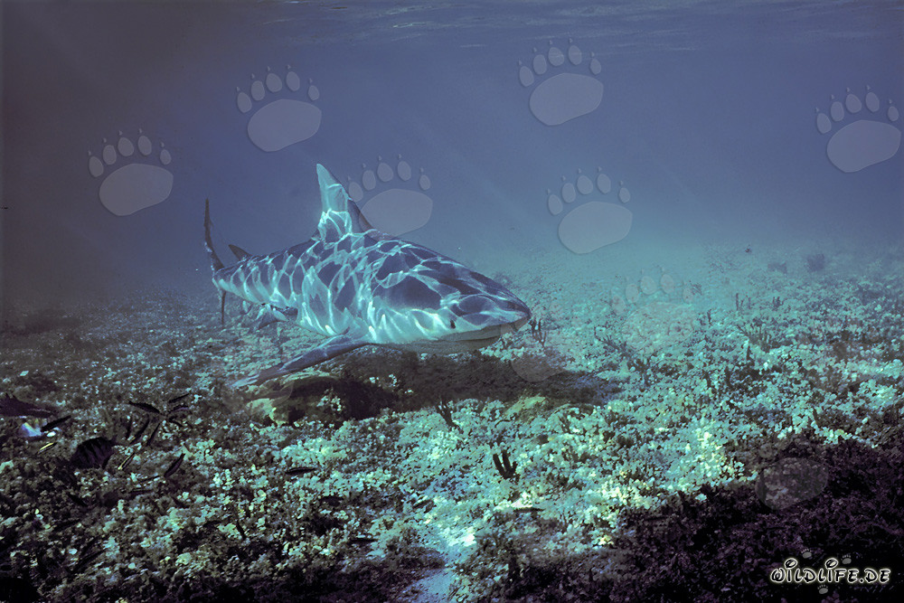 Bullenhai beim Tauchen am Shark Point von Walker's Cay