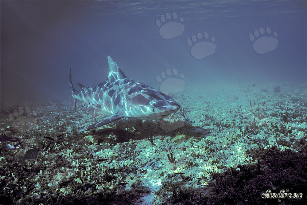 Requin taureau lors d'une plongée au Shark Point de Walker's Cay
