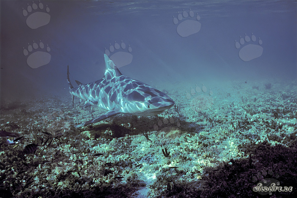 Squalo toro durante un'immersione al Shark Point di Walker's Cay