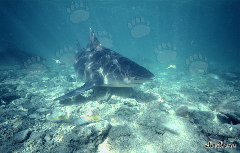 Requin taureau impressionnant nage sur le fond marin rocheux