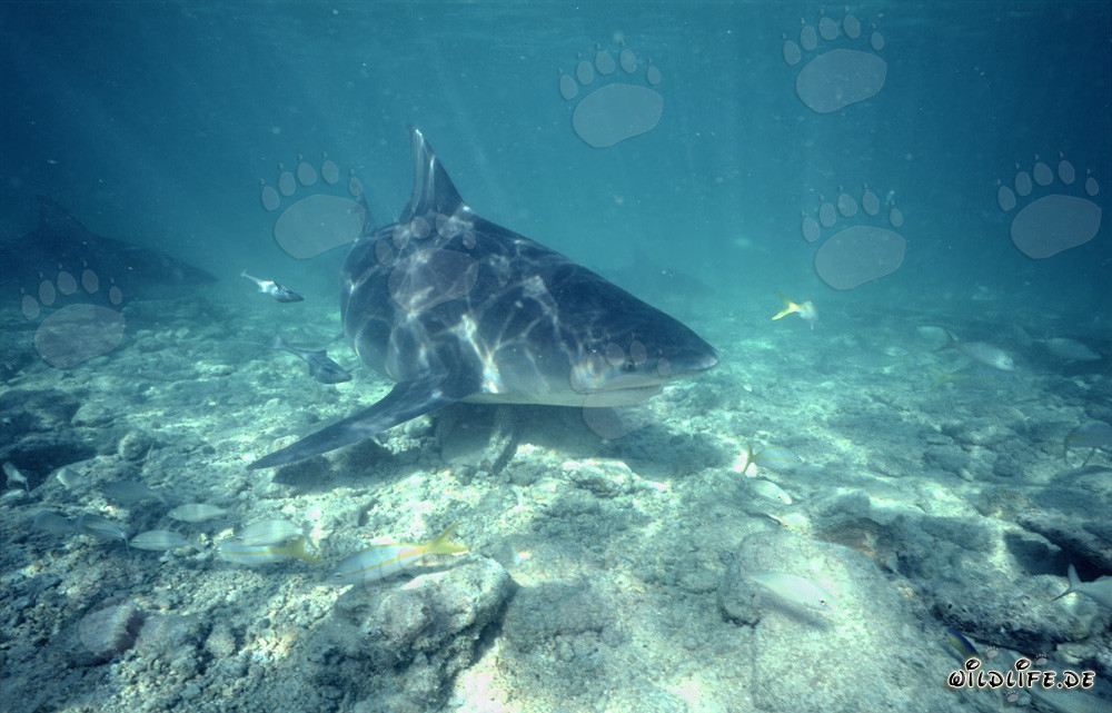 Imponente squalo toro nuota sopra il fondale marino roccioso