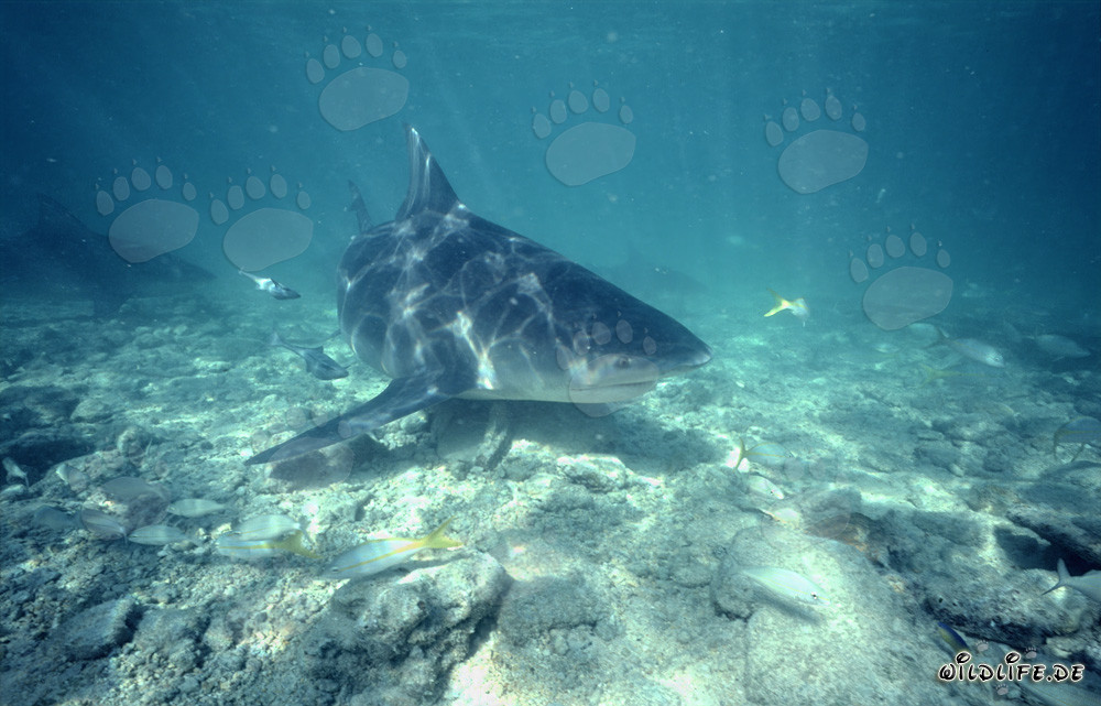 Impresionante tiburón toro nada sobre el fondo marino rocoso