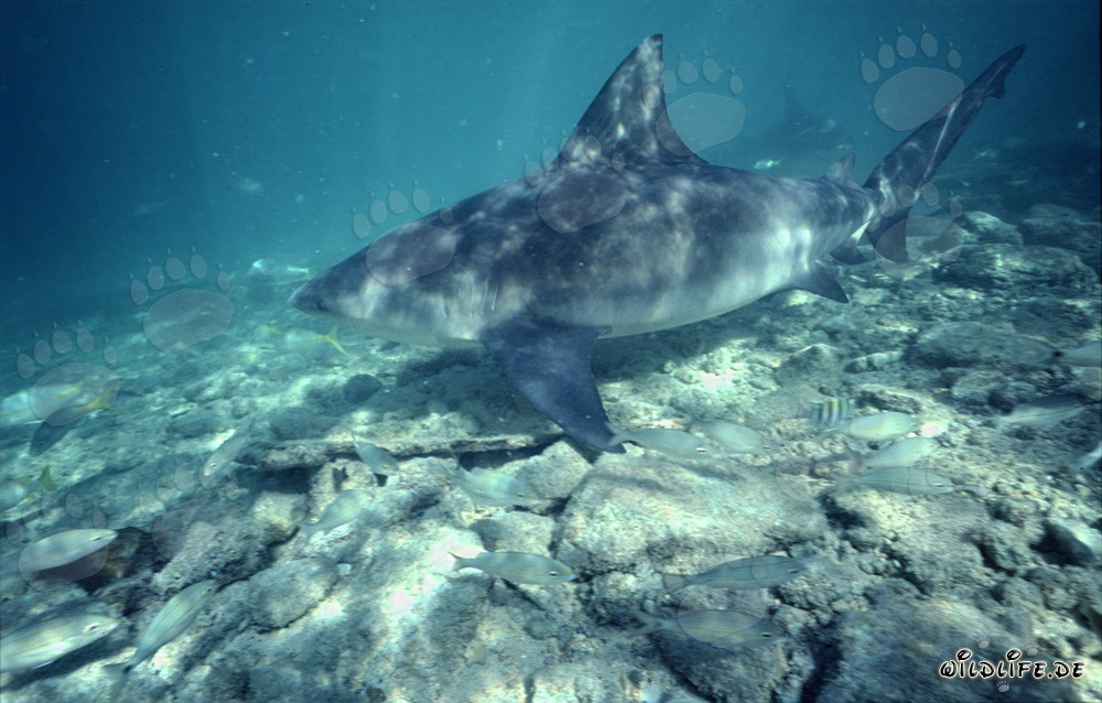 Bull shark in the shallow water area off Walker´s Cay, Bahamas