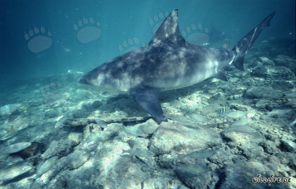 Bullenhai im flachen Wasser vor Walker´s Cay, Bahamas