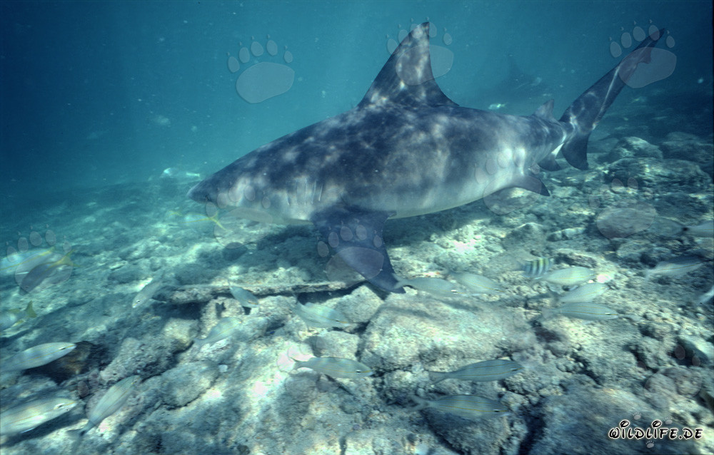 Requin taureau dans les eaux peu profondes devant Walker´s Cay, Bahamas