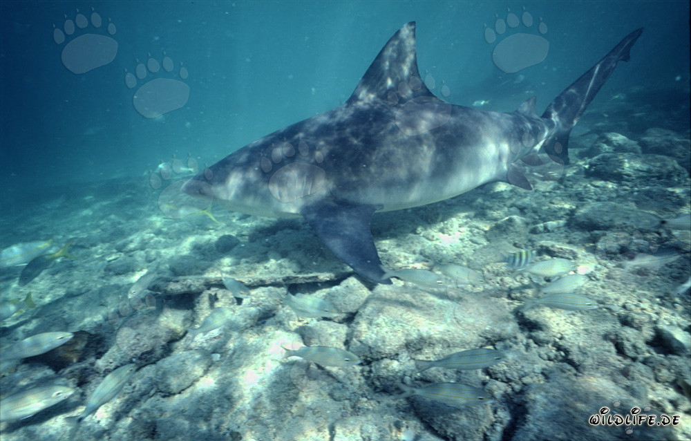 Squalo toro in acque basse di fronte a Walker´s Cay, Bahamas