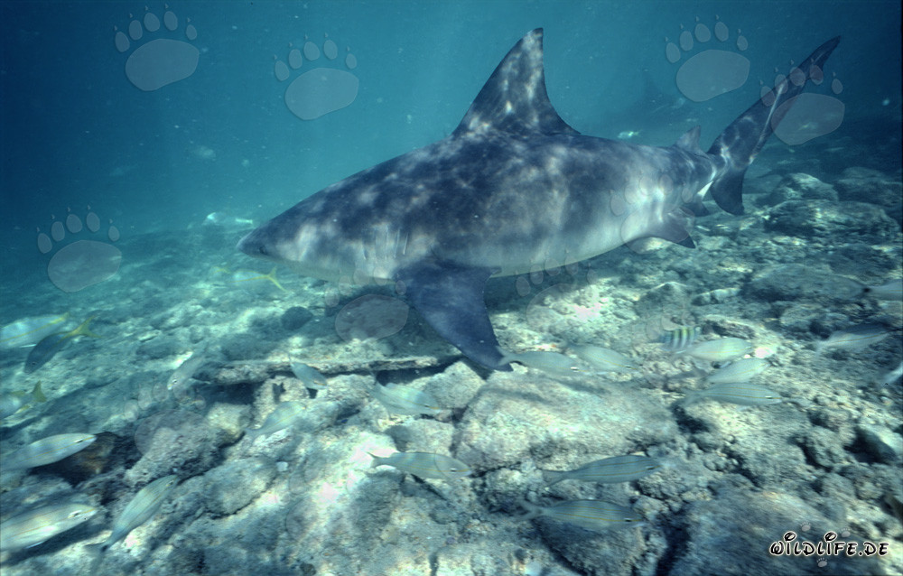 Tiburón toro en aguas poco profundas frente a Walker´s Cay, Bahamas