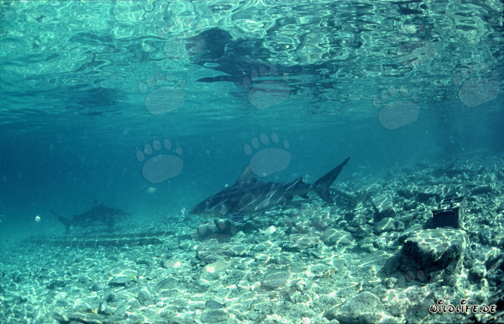 Bull Sharks foraging at Walker's Cay