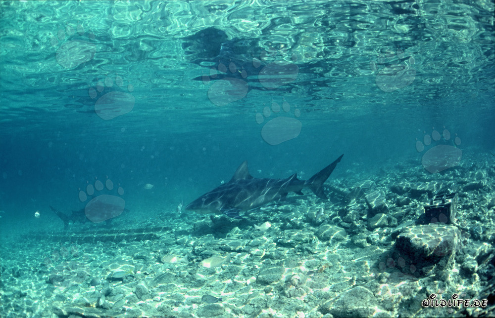 Bullenhaie auf Nahrungssuche an Walker's Cay