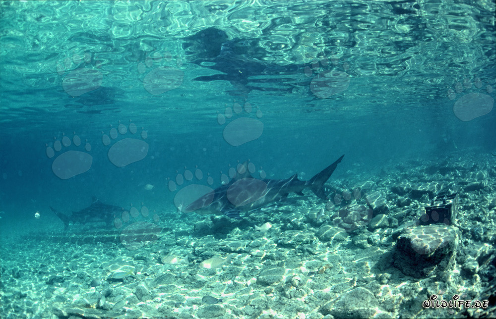 Requins taureaux à la recherche de nourriture à Walker's Cay