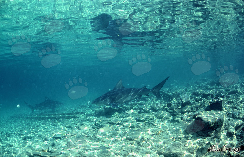 Tiburones toro en busca de alimentos en Walker's Cay