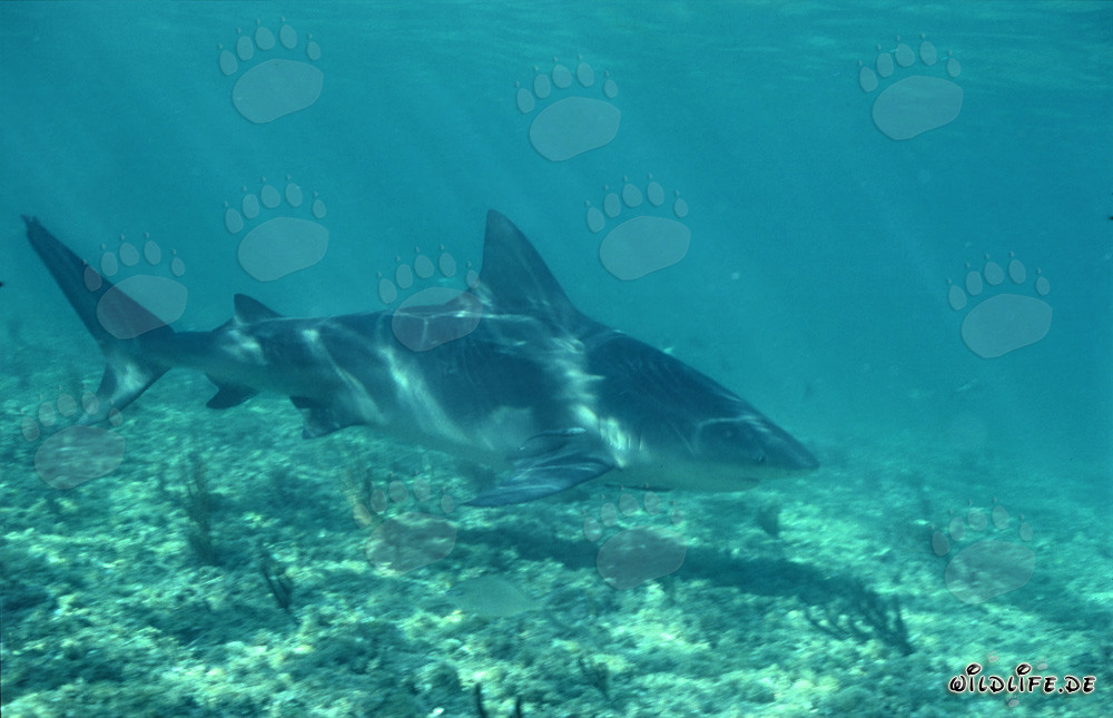 Majestic bull shark gracefully swimming by