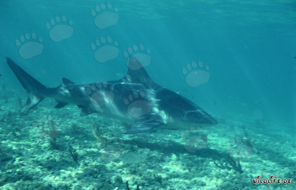 Requin taureau majestueux nage élégamment