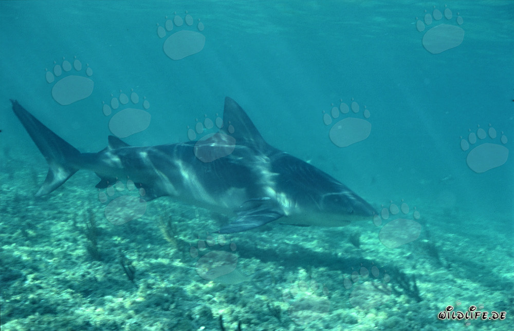 Tiburón toro majestuoso nada elegantemente