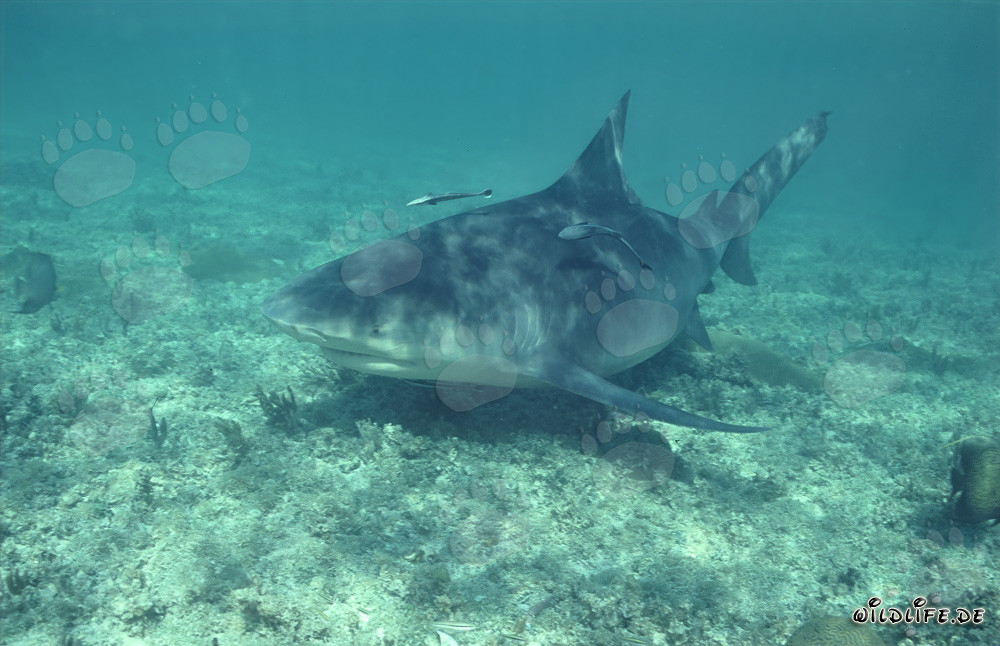 Bull Shark on investigation off the Shark Beach