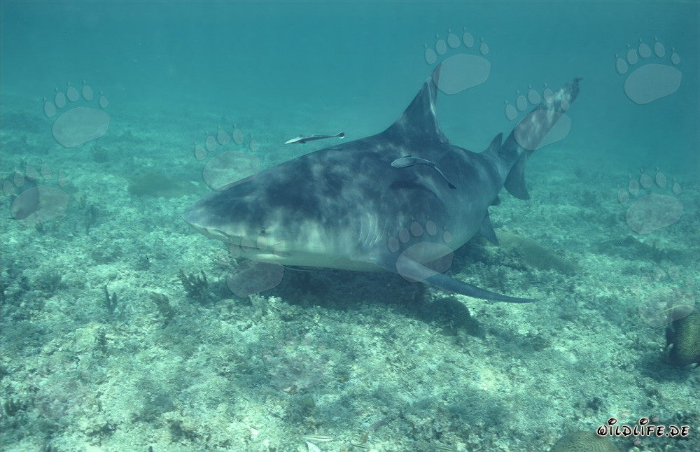 Bullenhai auf Erkundung vor der Shark Beach