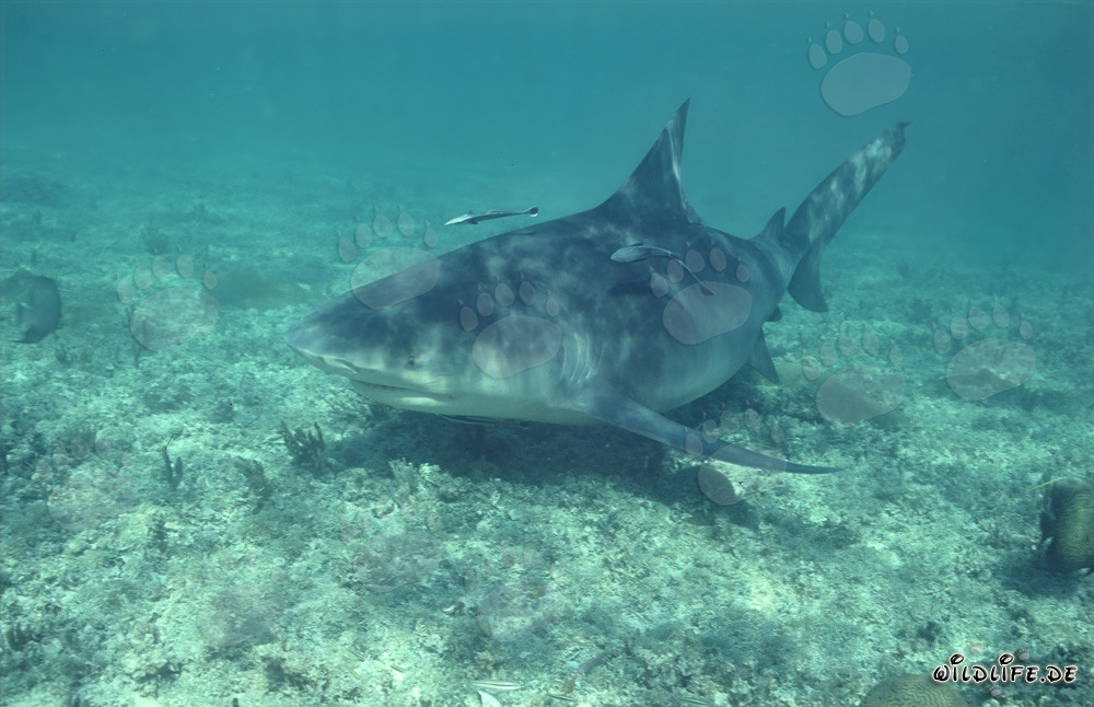 Requin bouledogue en exploration devant la plage des requins