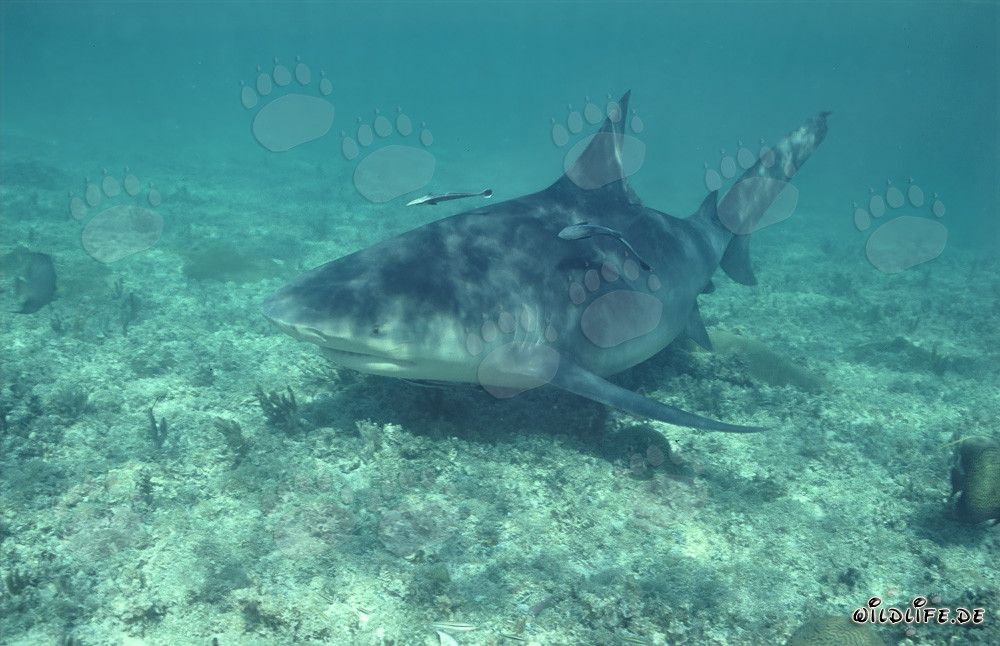 Squalo toro in esplorazione davanti alla spiaggia degli squali