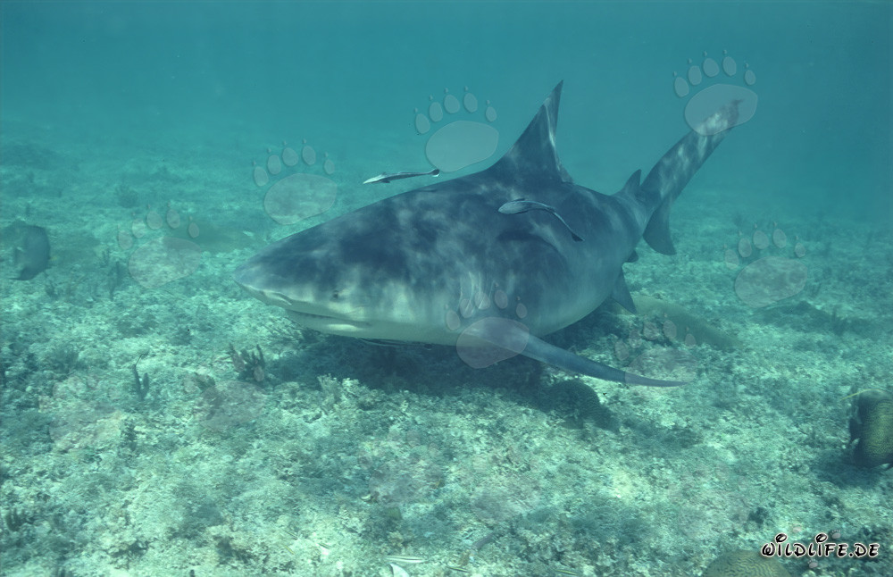 Tiburón toro explorando frente a la playa de tiburones