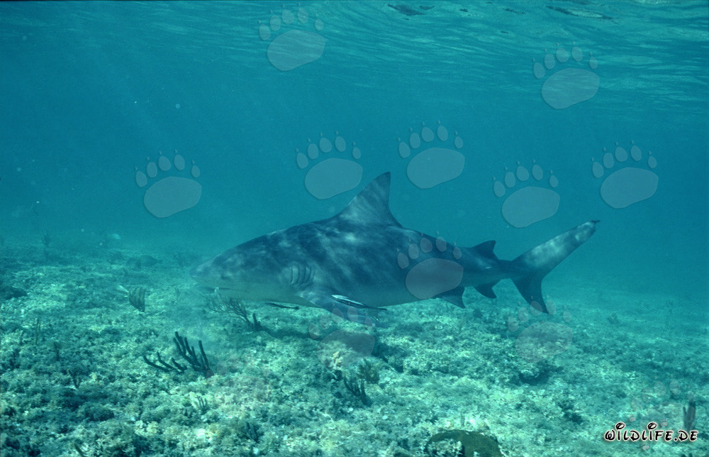 Majestic Bull Shark gracefully gliding over the shallow seabed