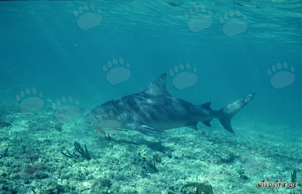 Requin taureau majestueux nage élégamment sur le fond marin peu profond