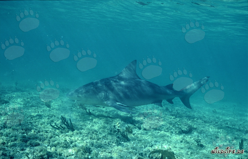 Majestoso squalo toro nuota elegantemente sul fondo marino poco profondo