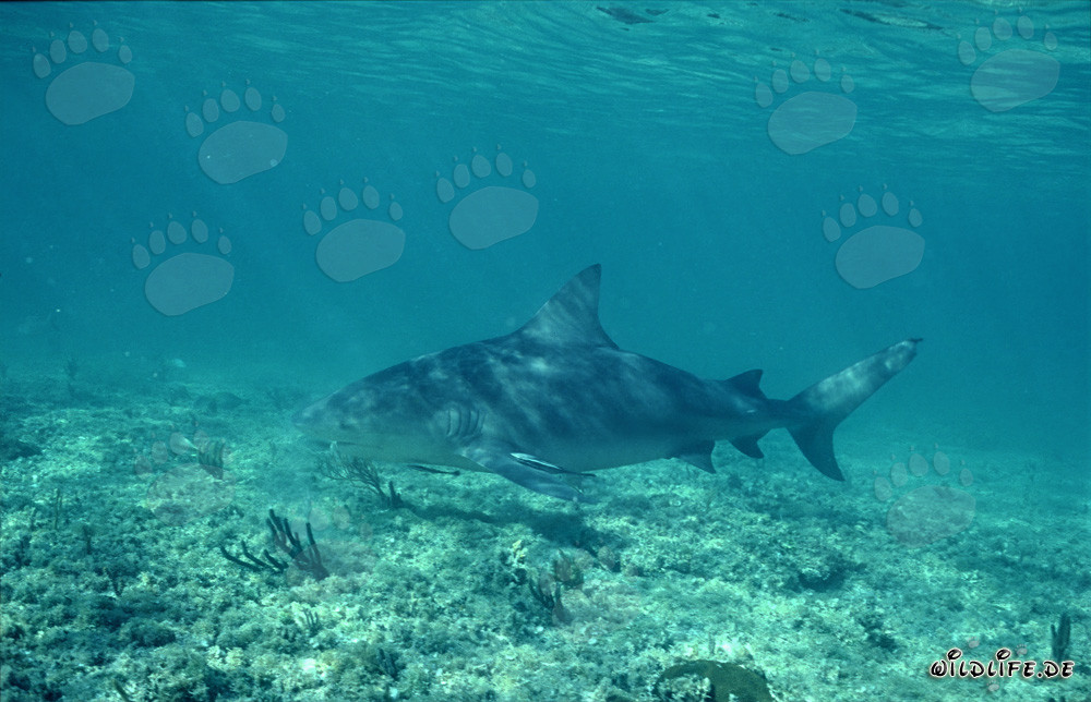 Tiburón toro majestuoso nada elegantemente sobre el fondo marino poco profundo
