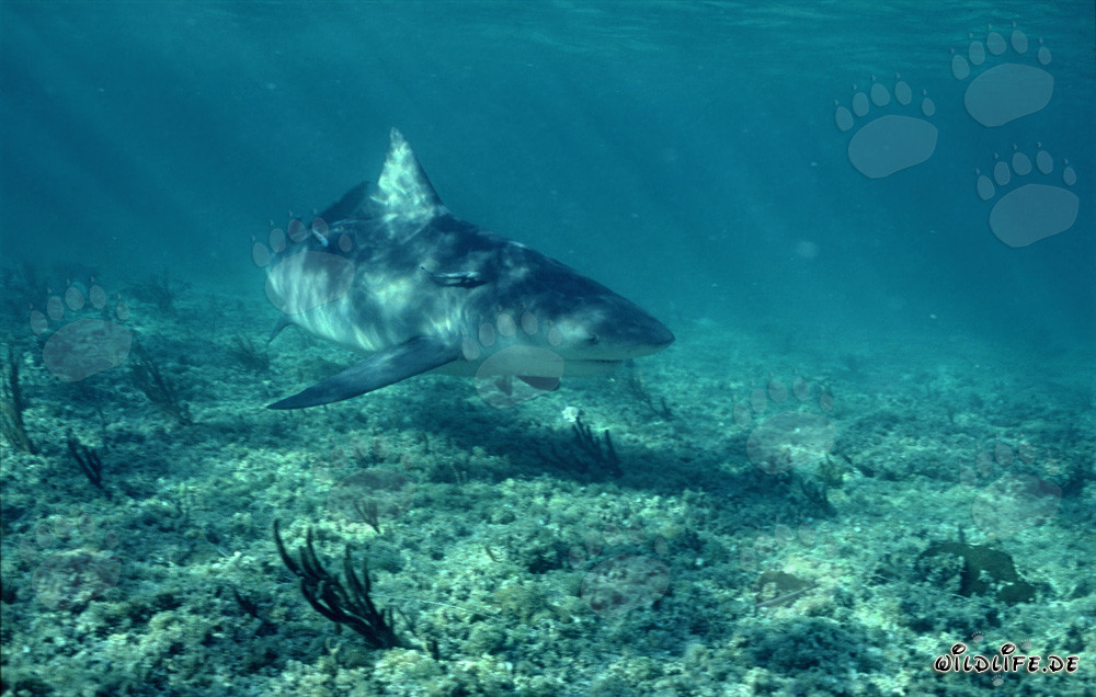 Impressive Bull Shark swimming directly towards the viewer