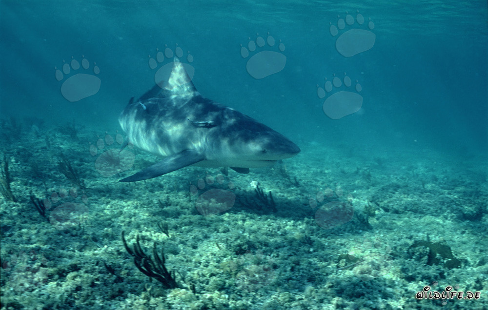 Impresionante tiburón toro nadando directamente hacia el espectador
