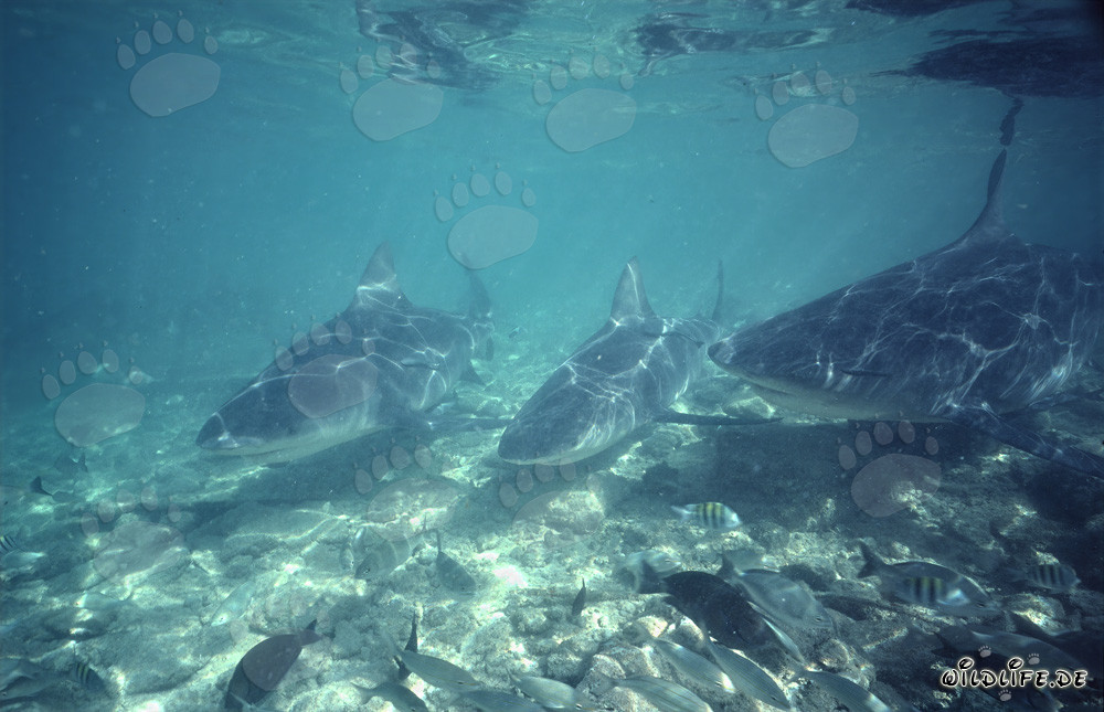 Fascinating Bull Sharks in the waters off Walker's Cay, Bahamas