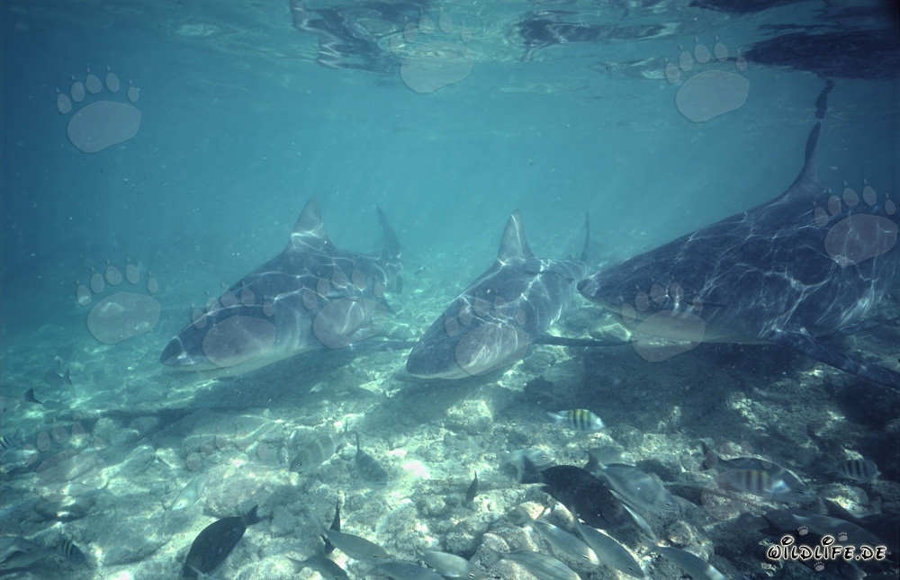 Faszinierende Bullenhaie in den Gewässern vor Walker's Cay, Bahamas