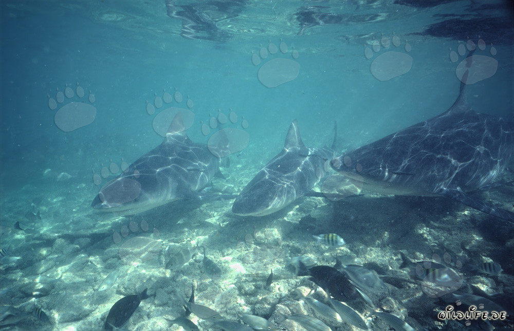 Requins taureaux fascinants dans les eaux de Walker's Cay, Bahamas
