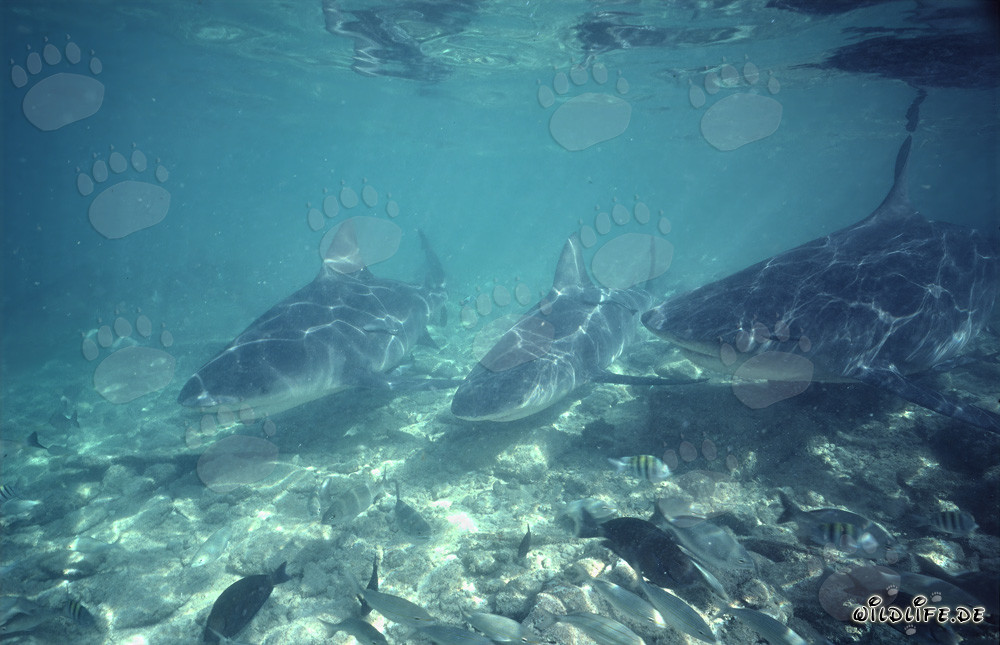 Affascinanti squali toro nelle acque di Walker's Cay, Bahamas