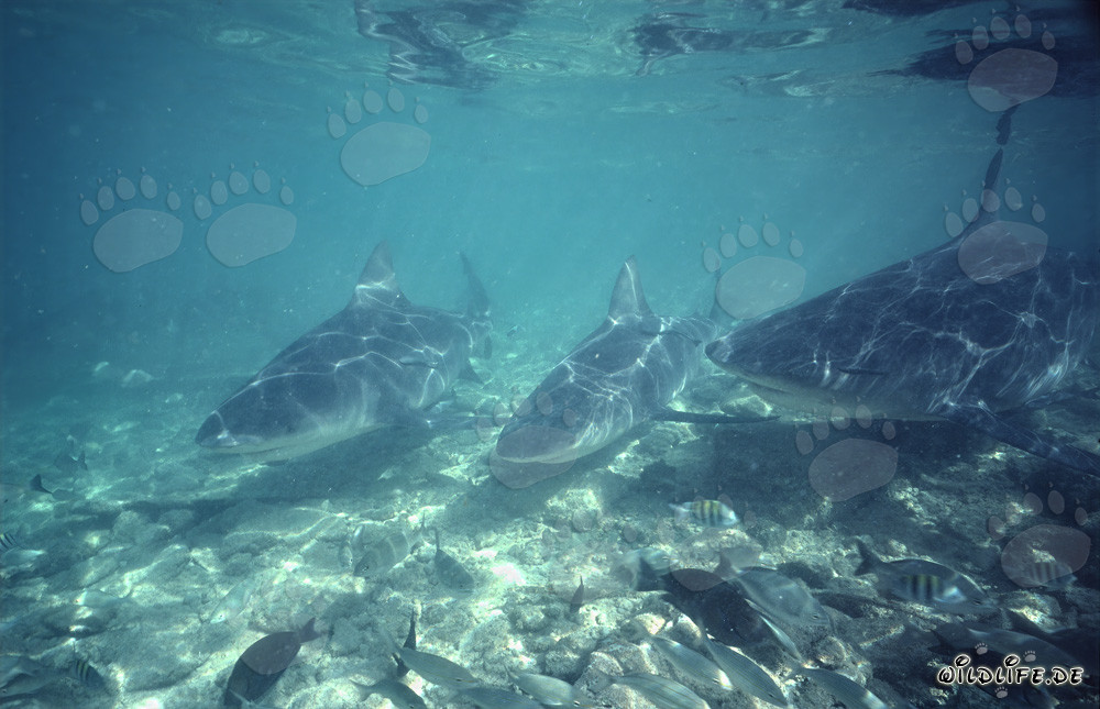Fascinantes tiburones toro en las aguas de Walker's Cay, Bahamas
