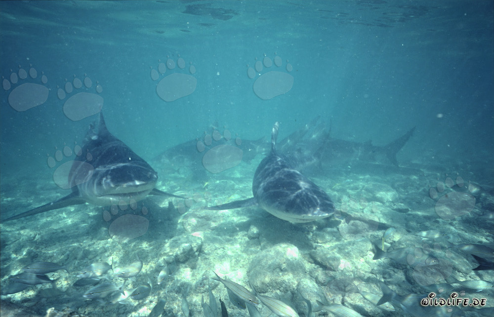 Bull Shark Patrol Approaching Head-On