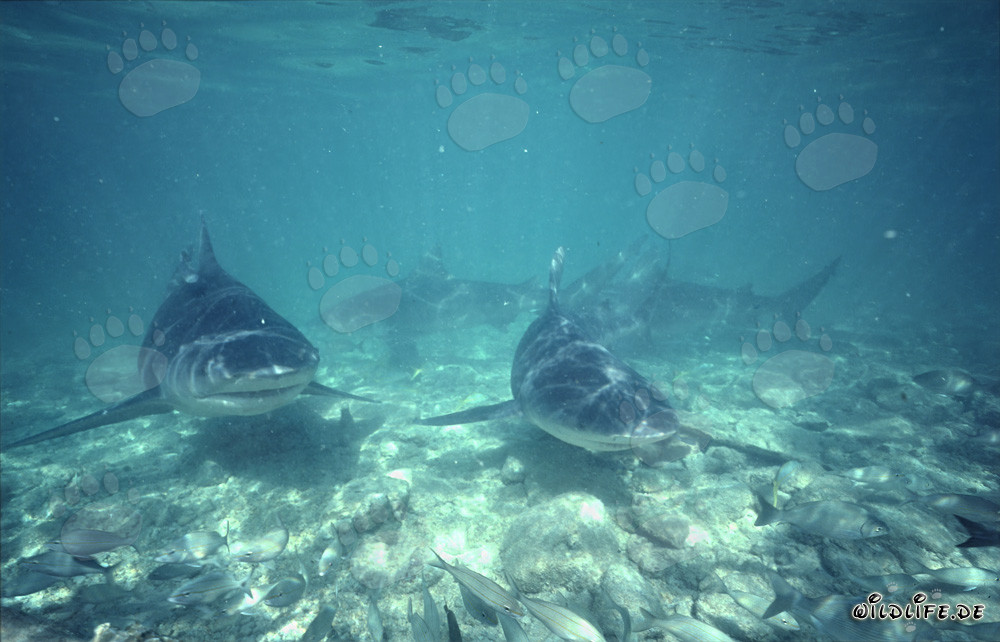 Patrulla de tiburones toro se acerca frontalmente