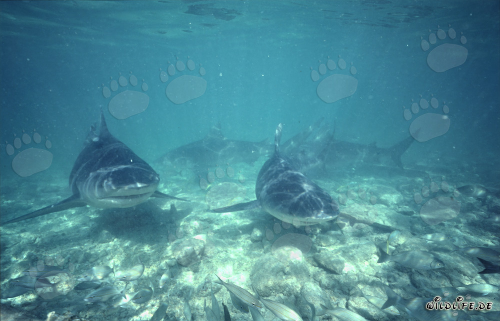 Patrouille de requins-bouledogues s'approche de front
