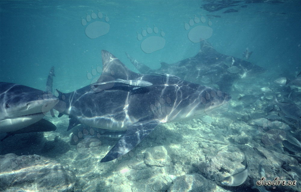 Impresionante frente de tiburón toro se acerca directamente al espectador